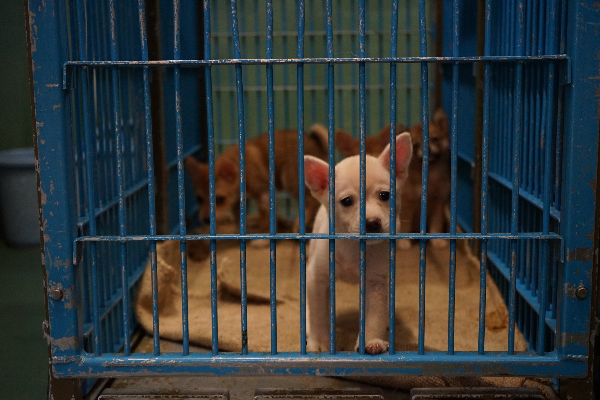 愛護センター引き出し(子犬)