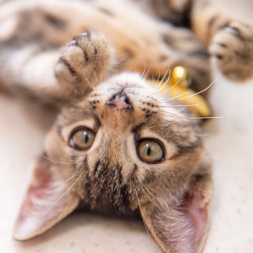 neko2