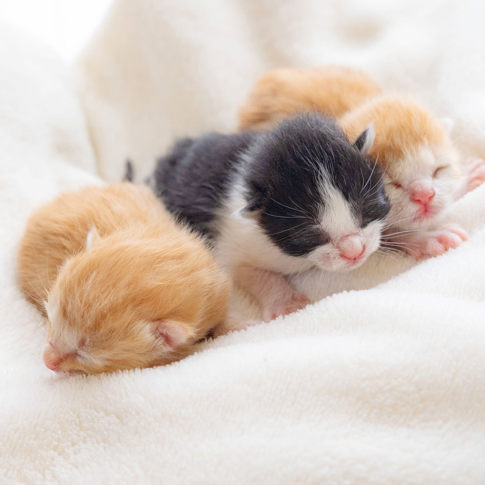 793　専用確認中です！　　子猫の写真とビーズ3個セット 793 専用確認中です！ 子猫の写真とビーズ3個セット