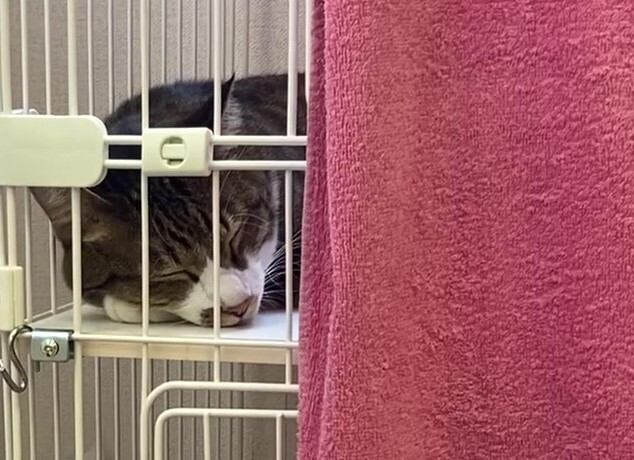 neko - frame at 0m4s